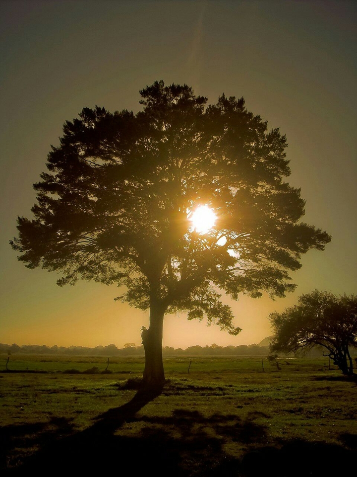tree