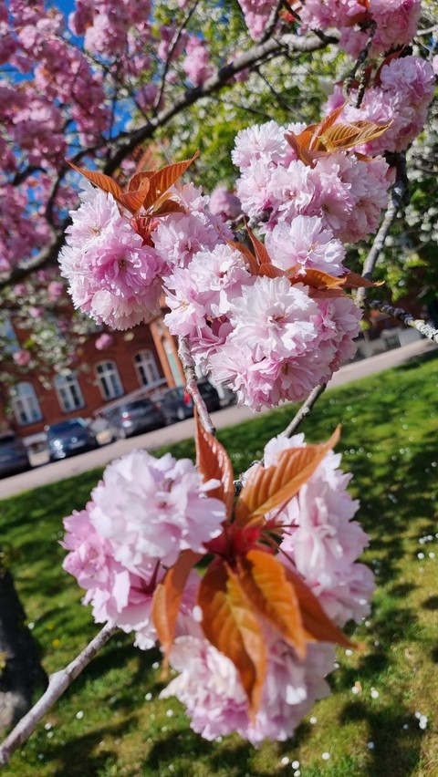 обои twig, flower