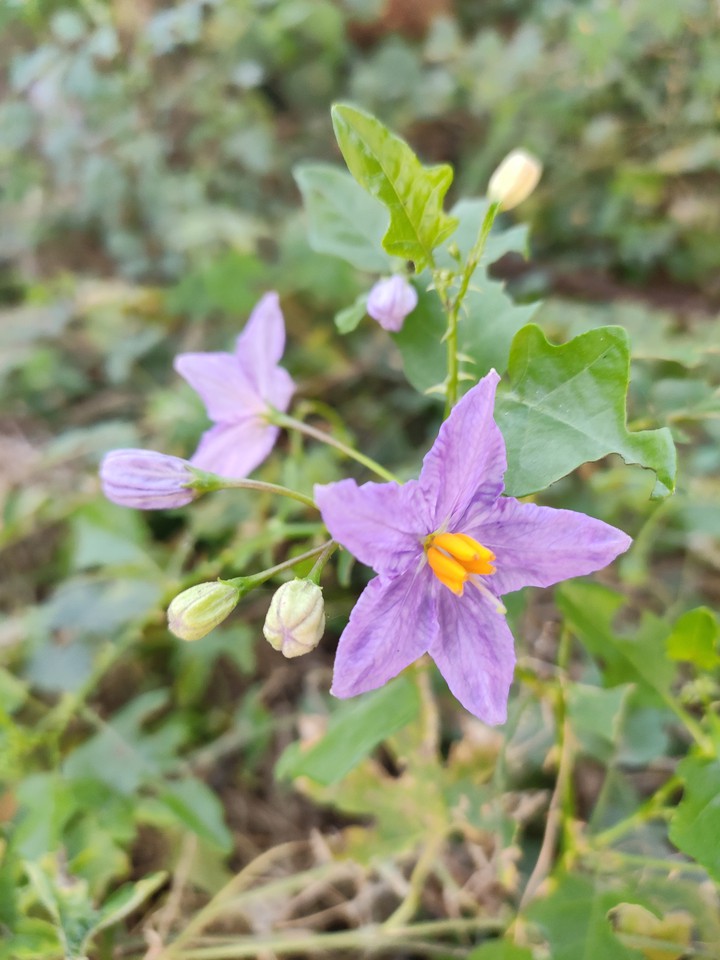 Flower?