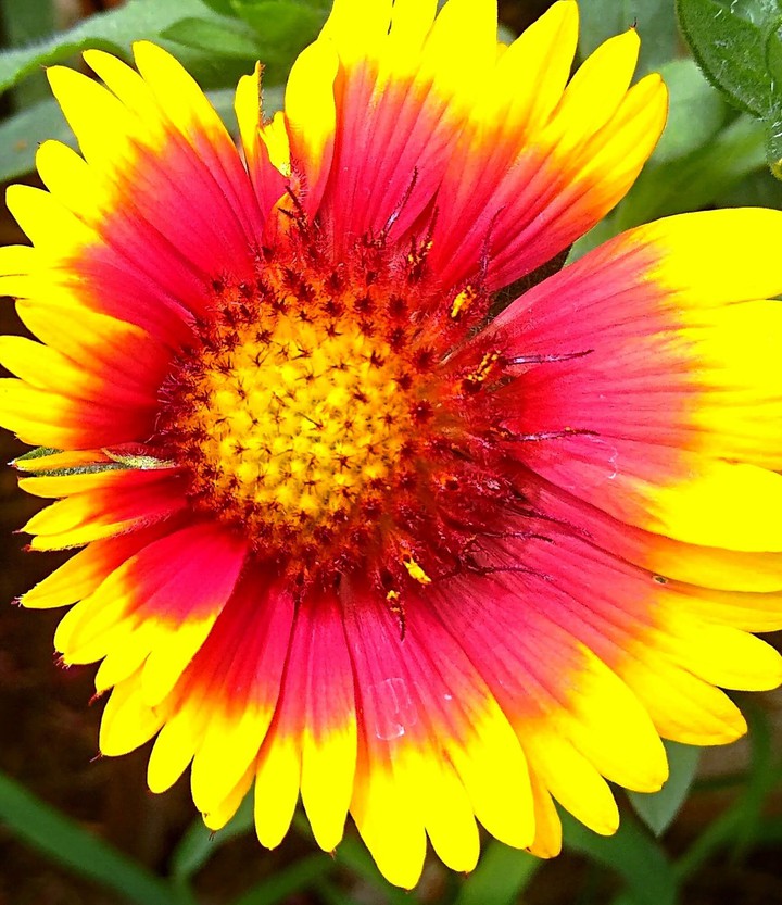 bloom