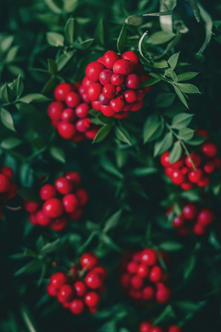 Berries