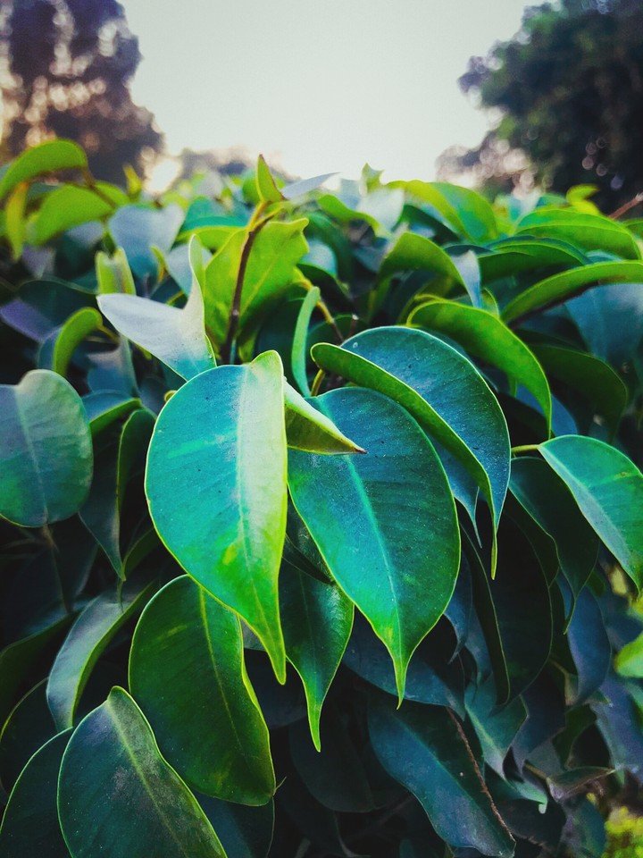green leaves