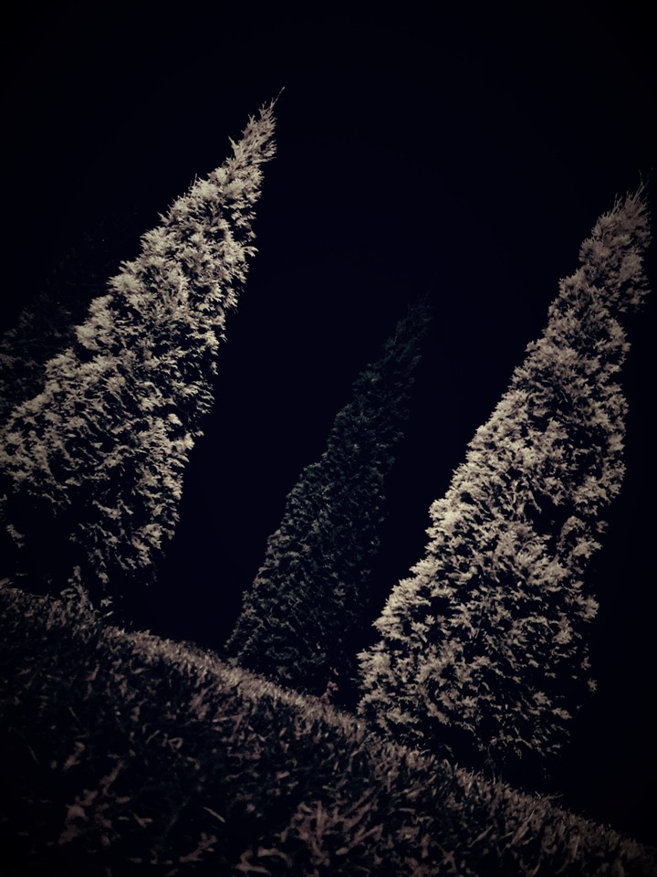 wood4