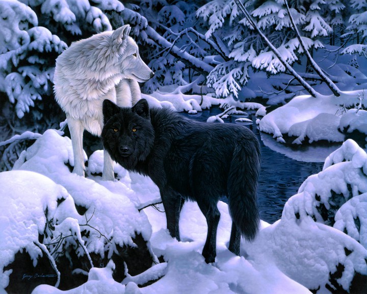 arctic wolf