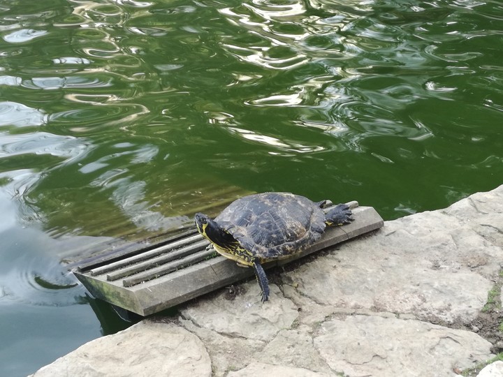 tartaruga