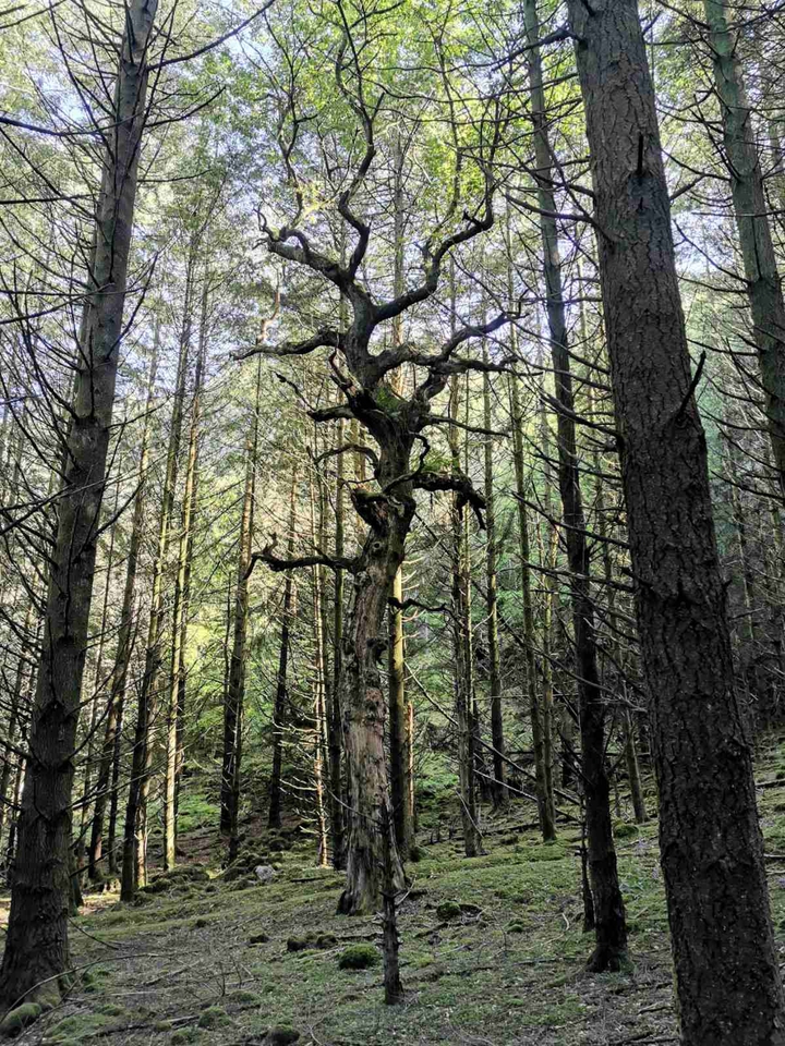forest