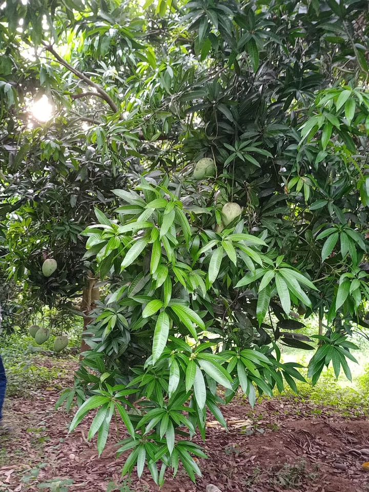 Mangoes Tree