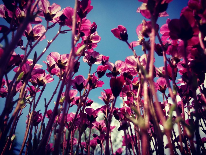 Pink flowers
