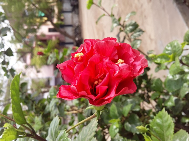 red flowers
