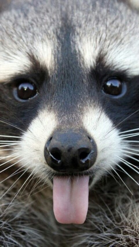 raccoon
