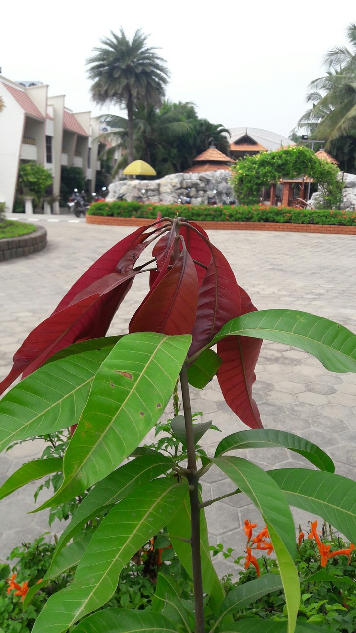 Mango tree