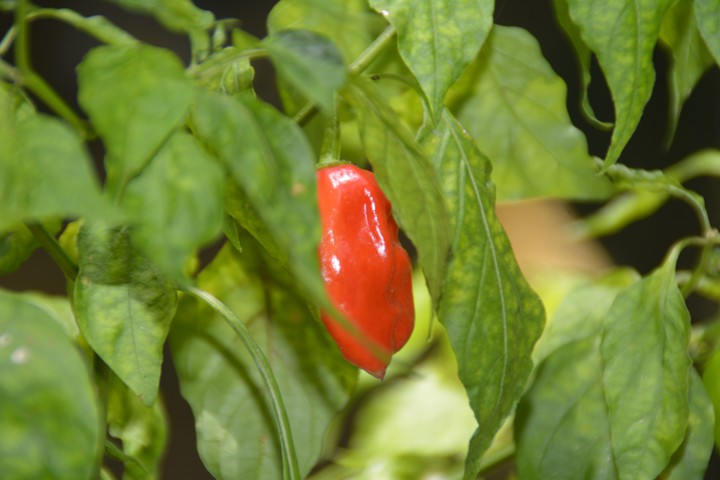 spicy