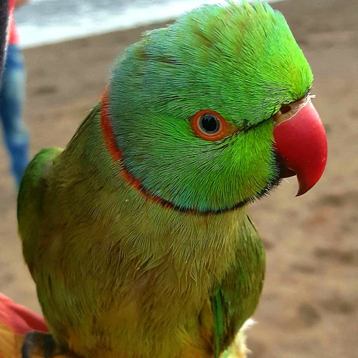 Natural Colour