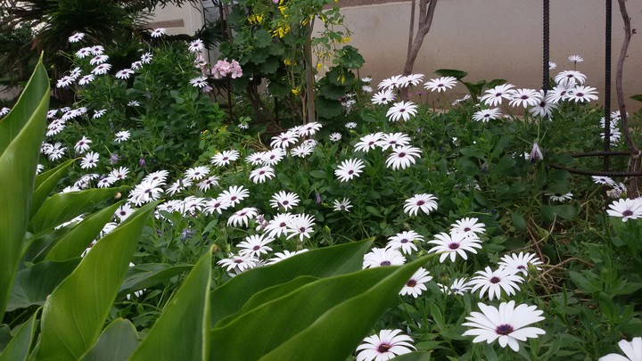 White in green