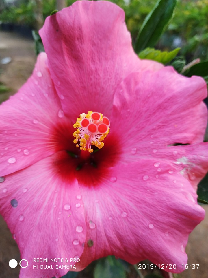 nursery plant