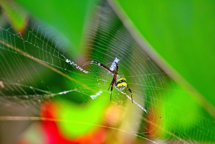 Spider on web