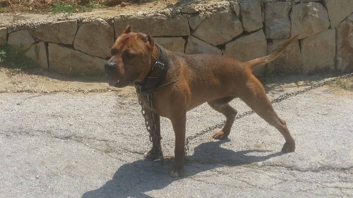 zaytsev my pitbull
