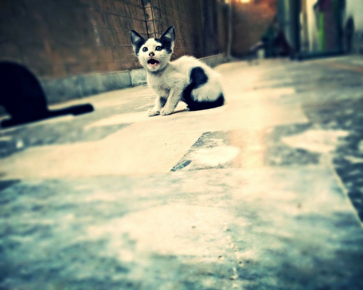 kitty
