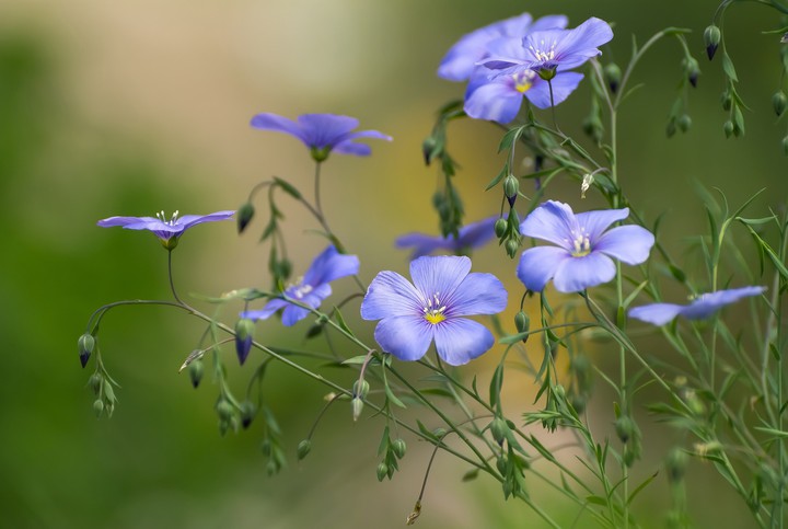 Little beauties♡