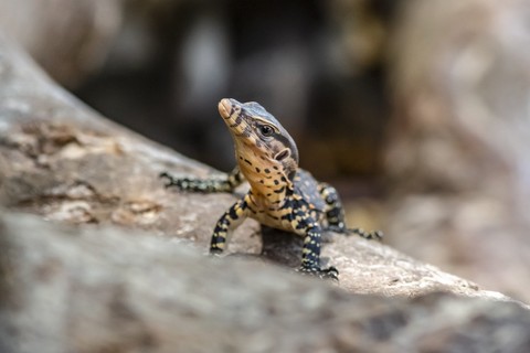 шпалери lacertids, reptile