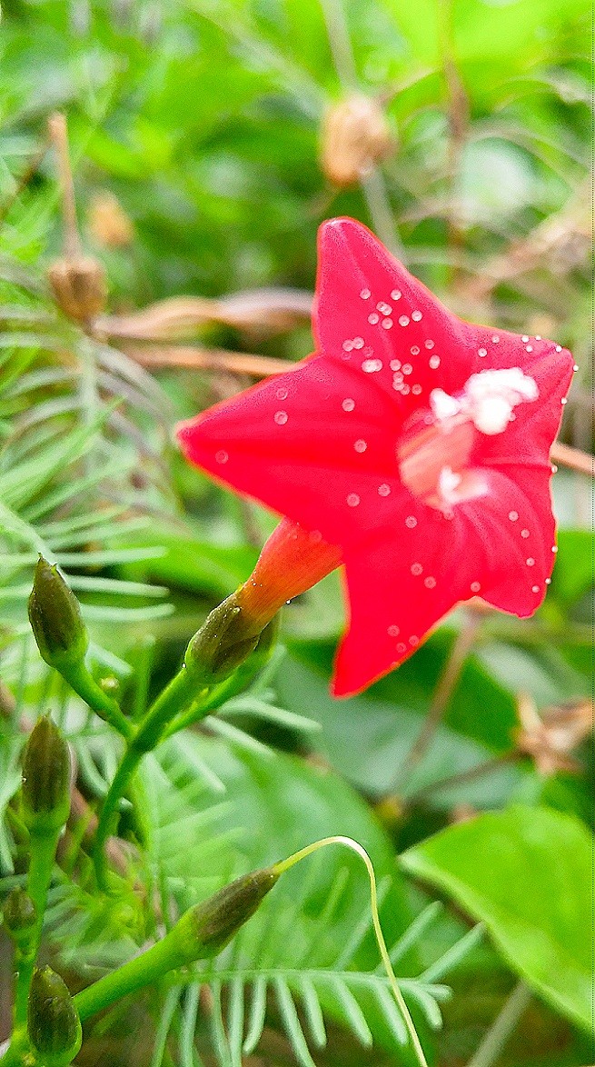 cool flower