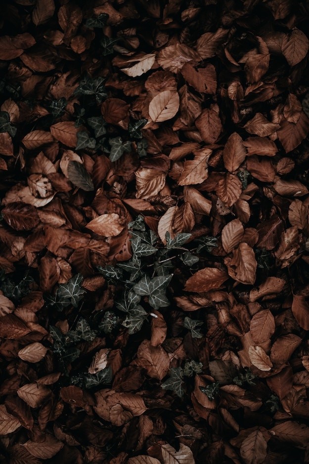Leaves Leaves