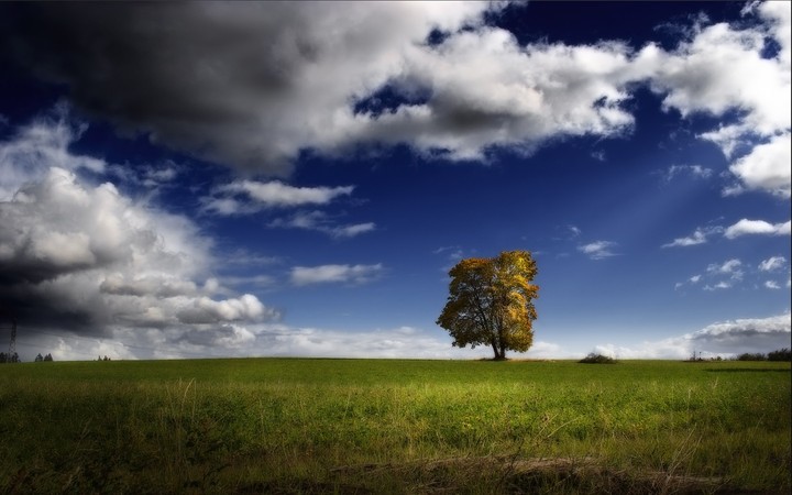 lonely tree