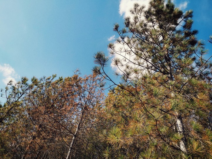 firforest