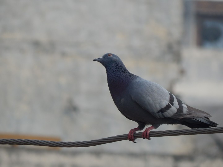 Pigeon