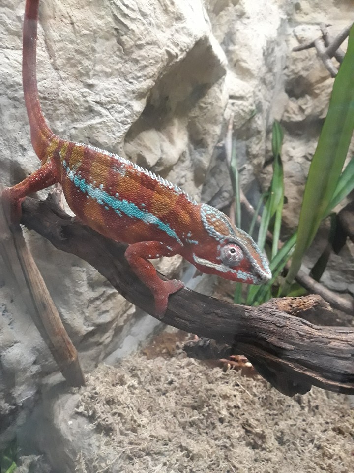chameleon