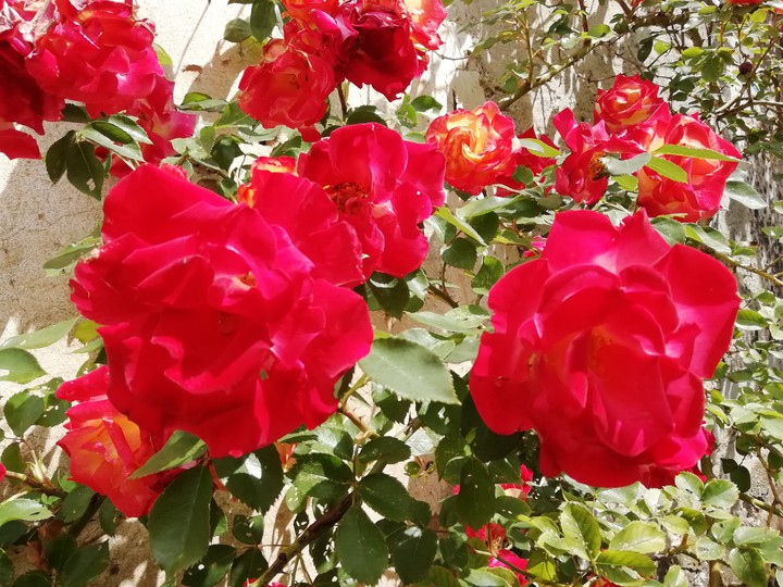 rose