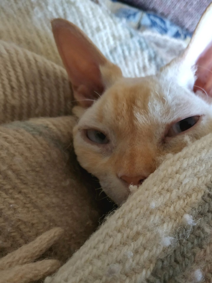 cat