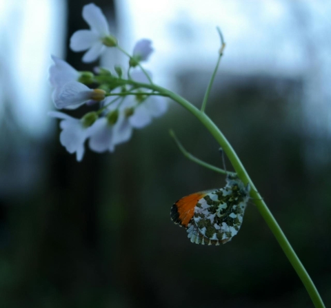 тапети lepidoptera, anthocharis