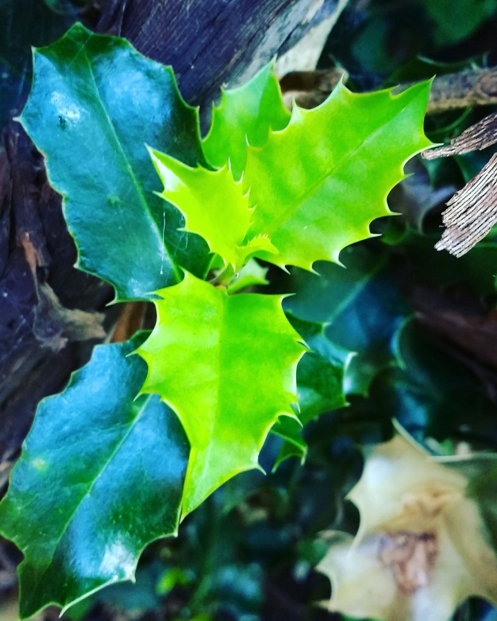 Plant