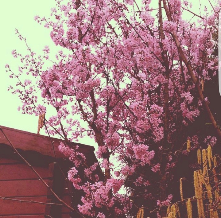 pink flower