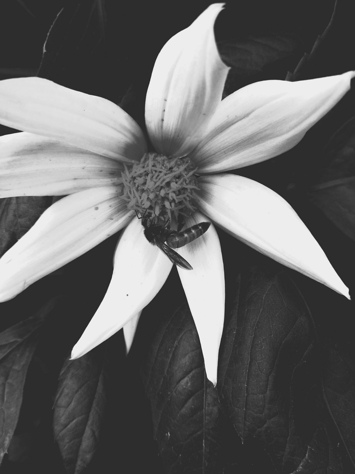 bee on flower