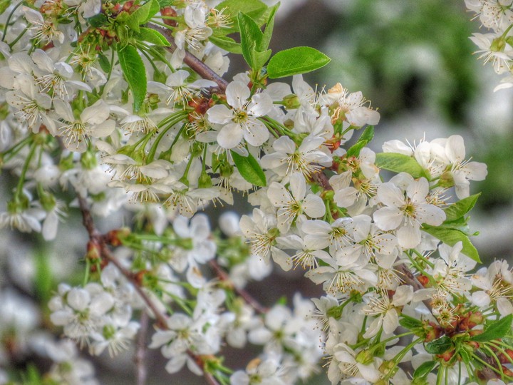 Spring