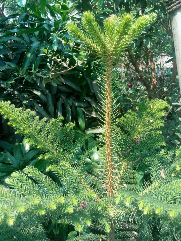 grass plant