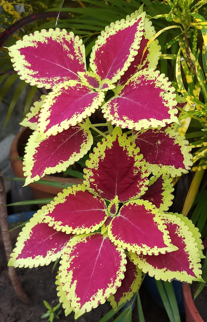 croton