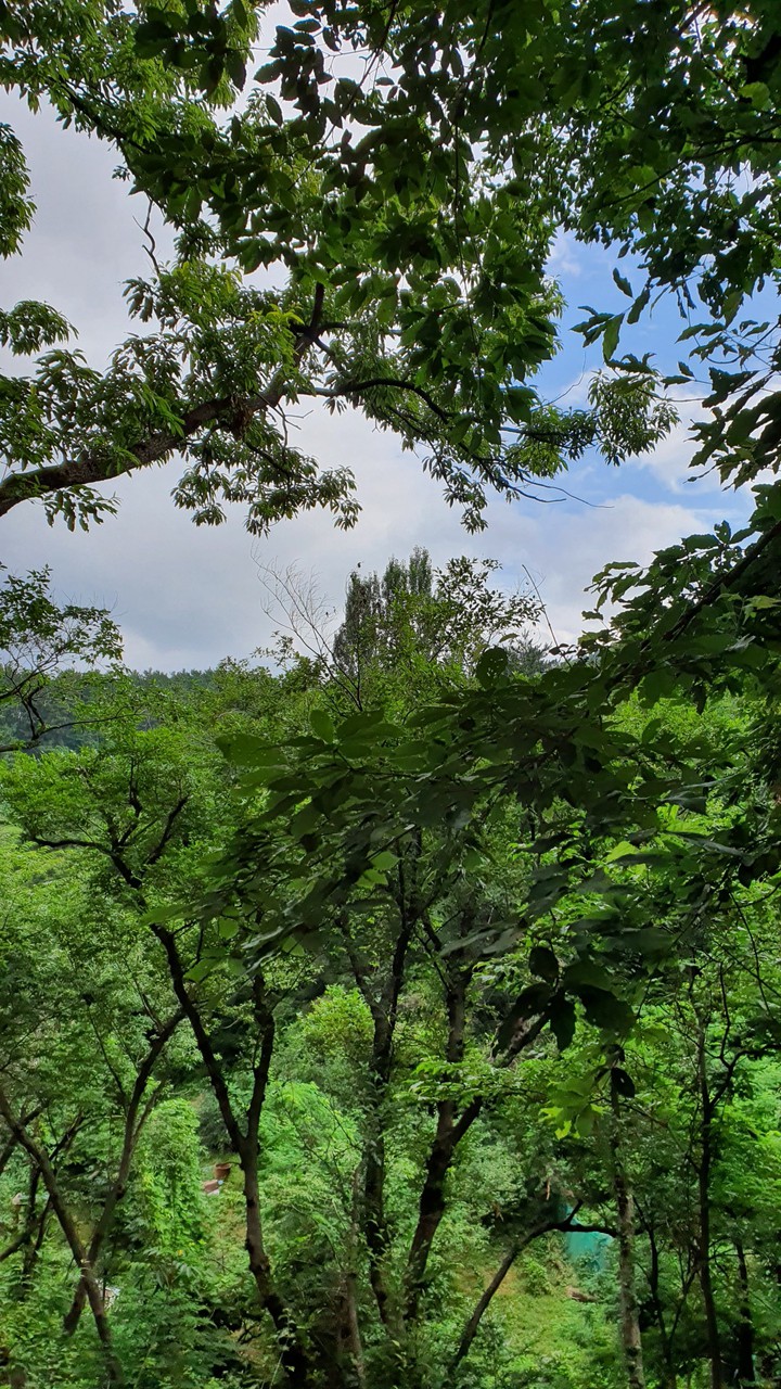 늘푸른(evergreen)