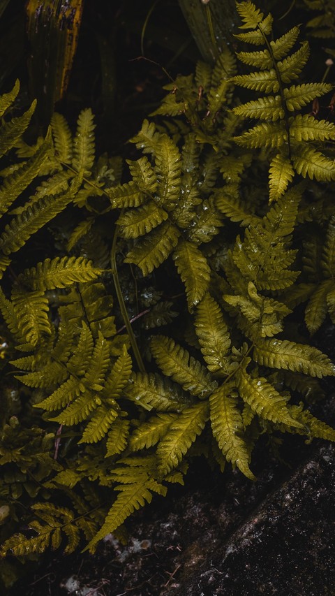 sfondi herb, pteridophytes