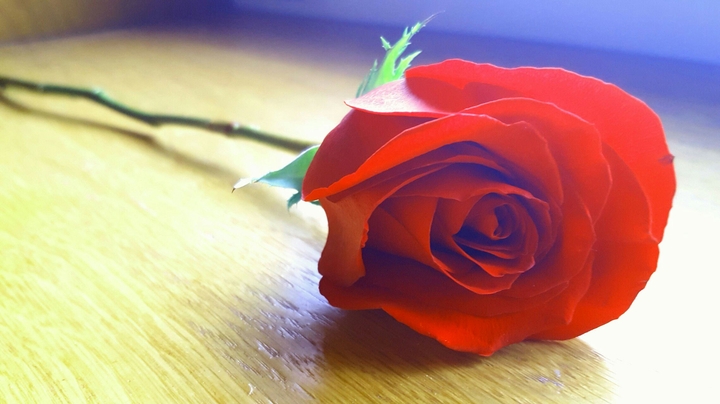 by Miramiss red rose