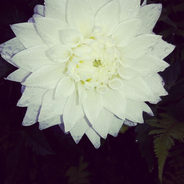 Friendship flower
