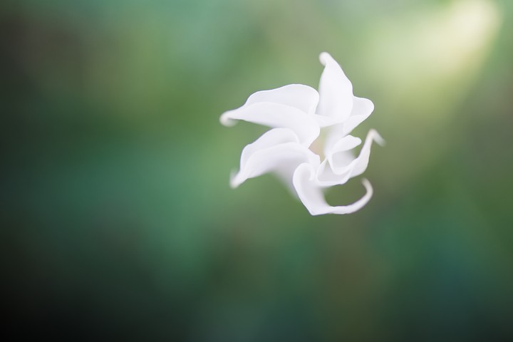 하얀 꽃