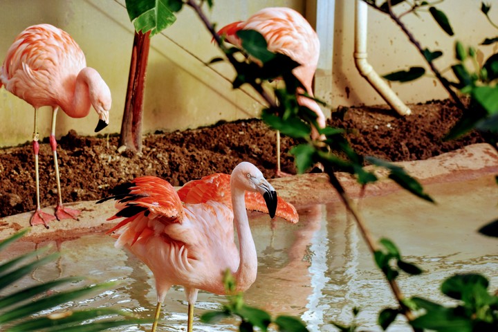 Flamingo