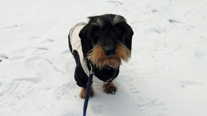 Dog and winter