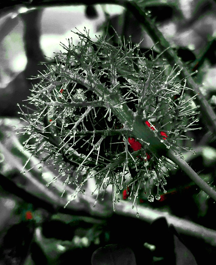 water on cactus