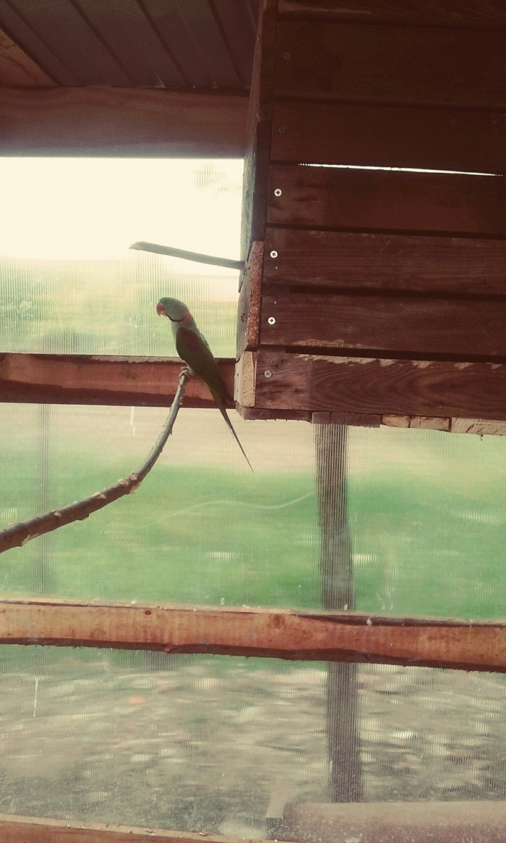 parrot