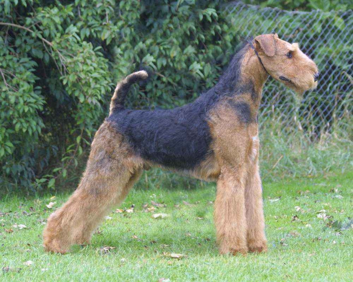 elder terrier
