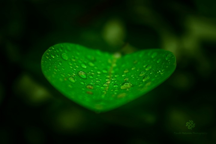 water droplets on leaf